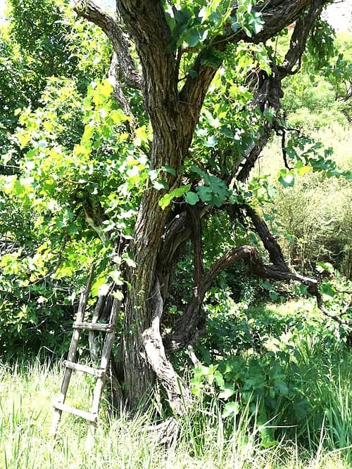 Vides antiguas junto a un molle (Schinus molle) en Cinti